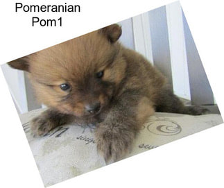 Pomeranian Pom1