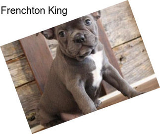 Frenchton King