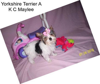 Yorkshire Terrier A K C Maylee