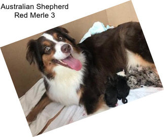 Australian Shepherd Red Merle 3