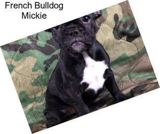 French Bulldog Mickie