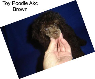Toy Poodle Akc Brown