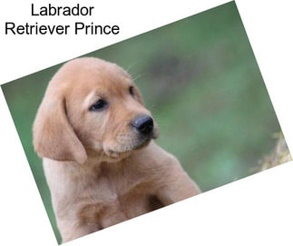 Labrador Retriever Prince