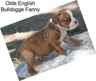 Olde English Bulldogge Fanny