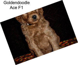 Goldendoodle Ace F1