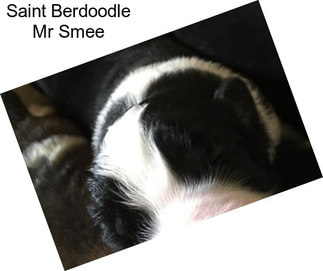 Saint Berdoodle Mr Smee