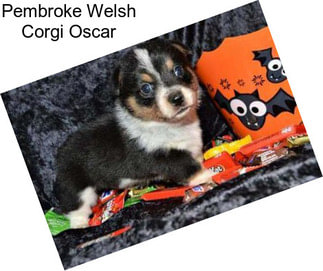 Pembroke Welsh Corgi Oscar