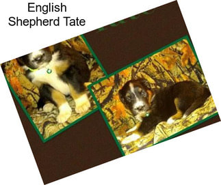 English Shepherd Tate