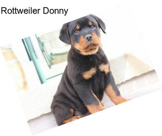 Rottweiler Donny