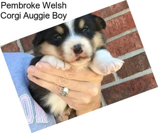 Pembroke Welsh Corgi Auggie Boy