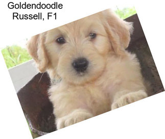 Goldendoodle Russell, F1