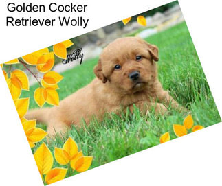 Golden Cocker Retriever Wolly