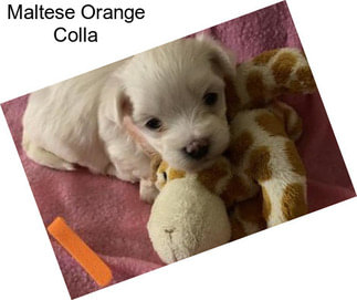 Maltese Orange Colla