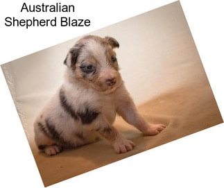 Australian Shepherd Blaze