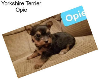 Yorkshire Terrier Opie