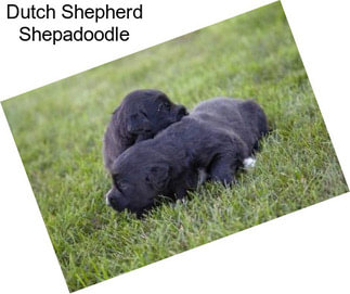 Dutch Shepherd Shepadoodle