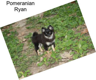 Pomeranian Ryan