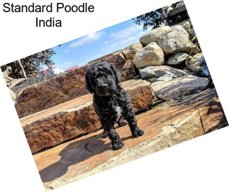Standard Poodle India