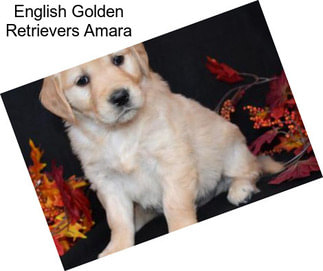 English Golden Retrievers Amara