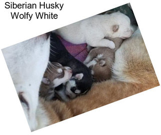 Siberian Husky Wolfy White
