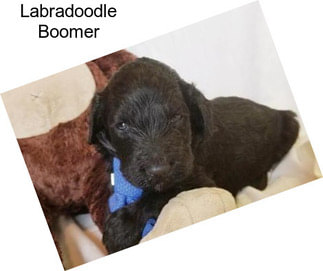 Labradoodle Boomer