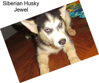 Siberian Husky Jewel