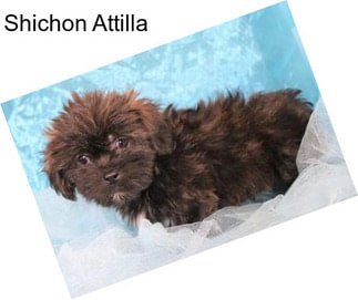 Shichon Attilla