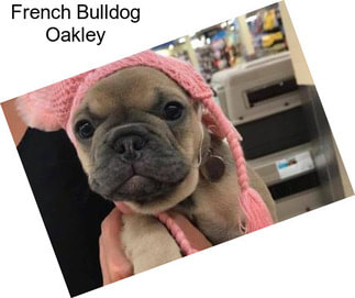 French Bulldog Oakley