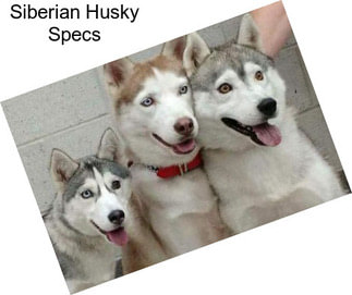 Siberian Husky Specs