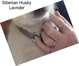 Siberian Husky Lavnder
