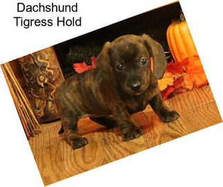 Dachshund Tigress Hold