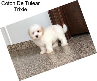 Coton De Tulear Trixie