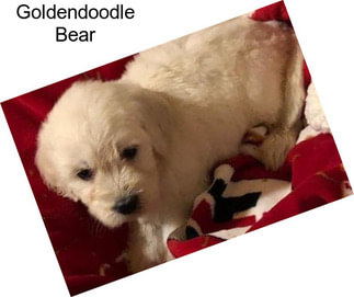 Goldendoodle Bear