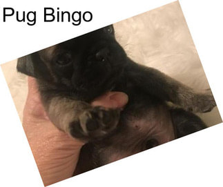 Pug Bingo