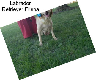 Labrador Retriever Elisha