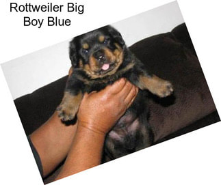 Rottweiler Big Boy Blue