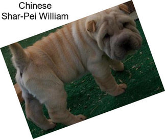 Chinese Shar-Pei William