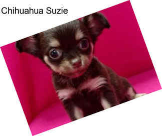 Chihuahua Suzie