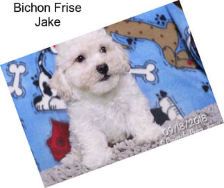 Bichon Frise Jake