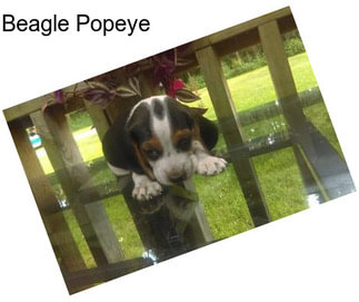 Beagle Popeye