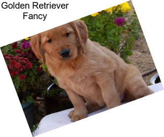 Golden Retriever Fancy