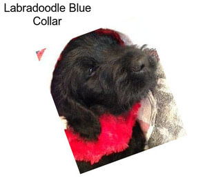 Labradoodle Blue Collar