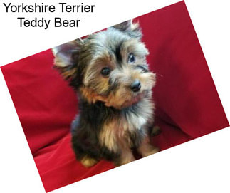 Yorkshire Terrier Teddy Bear