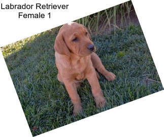 Labrador Retriever Female 1