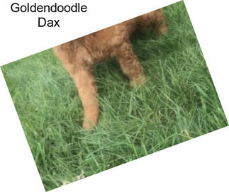 Goldendoodle Dax