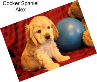 Cocker Spaniel Alex