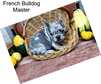 French Bulldog Master