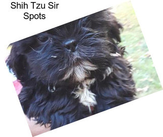 Shih Tzu Sir Spots