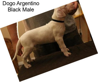 Dogo Argentino Black Male