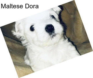 Maltese Dora